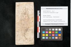 Foto (Objekt + Etikett) von Cinnamomum lanceolatum Unger (NHMW-GEO-2024-0188-8125)